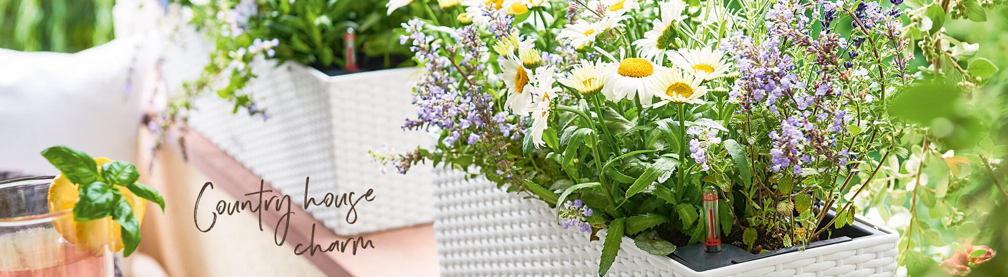 Romanticismo Di Fine Estate